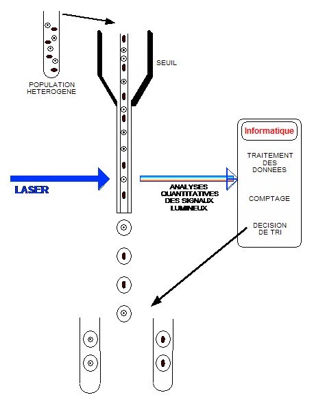 Principe simplifi&eacute; d'un cytom&egrave;tre en flux