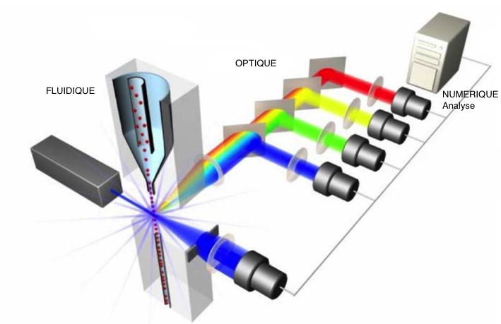 Principe
          simplifié d'un cytomètre en flux